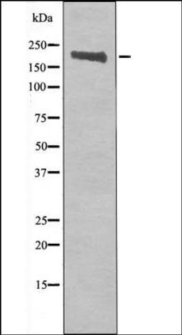 Western blot analysis of COS7 whole cell lysates using Ret -Phospho-Tyr905- antibody