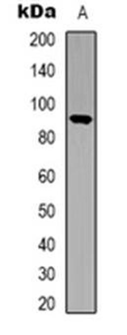 Western blot analysis of STAT5 expression in HEK293T (Lane 1) whole cell lysates using STAT5A; STAT5B antibody