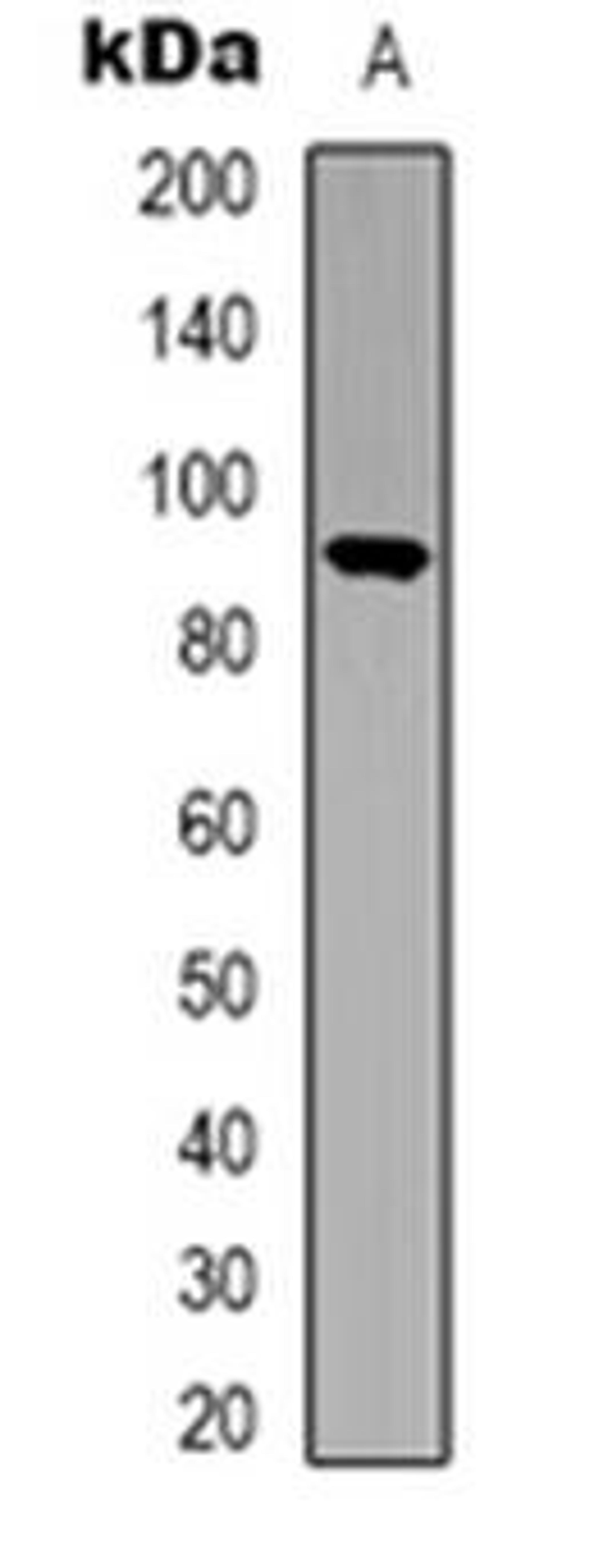 Western blot analysis of STAT5 expression in HEK293T (Lane 1) whole cell lysates using STAT5A; STAT5B antibody