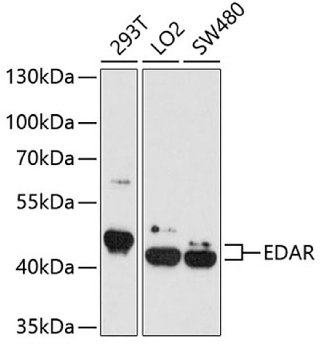 Western blot - EDAR antibody (A4461)