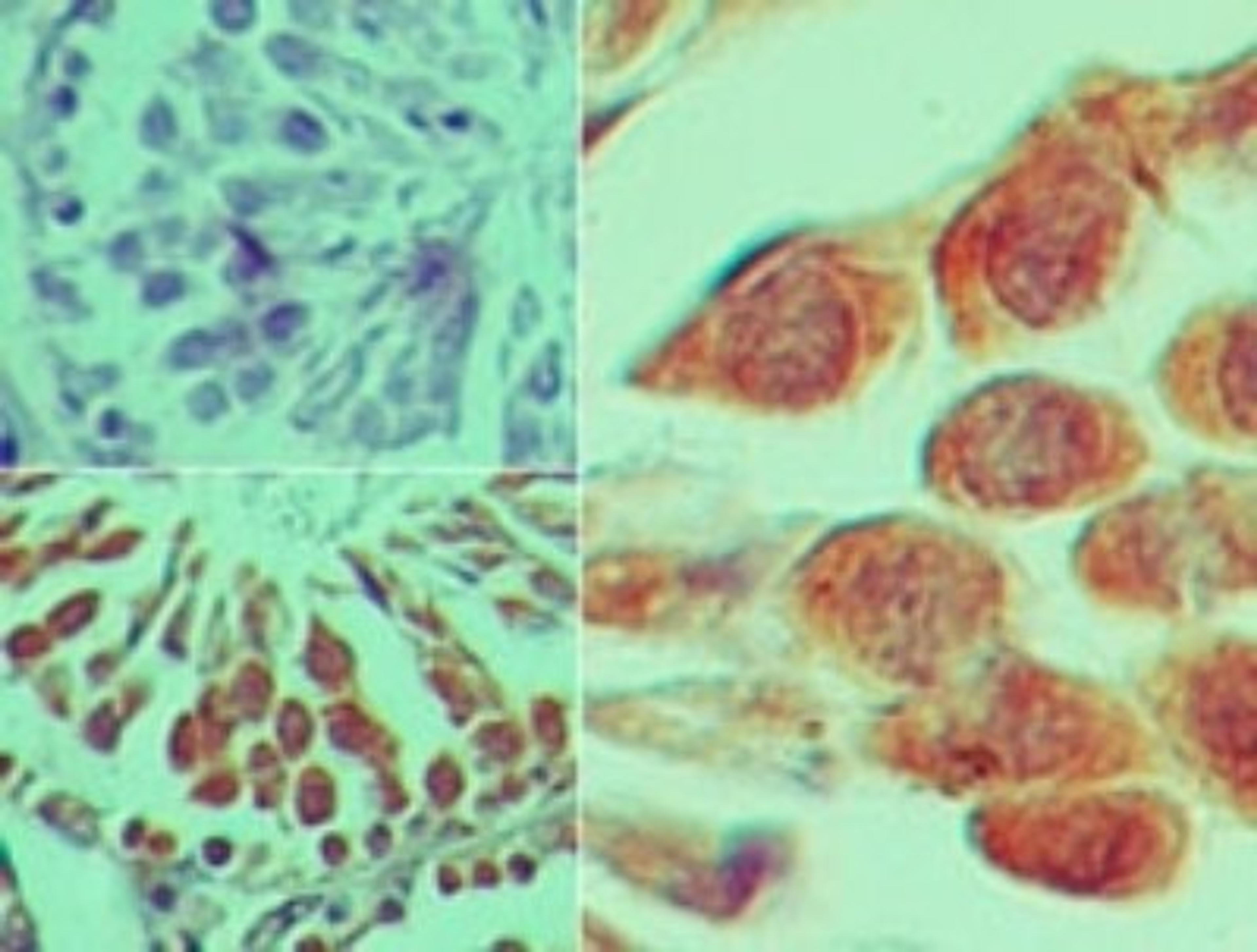 Immunohistochemistry-Paraffin: SMAD2 Antibody [NB100-56462] - analysis using SMAD2 antibody. Formalin-fixed, paraffin-embedded mouse testis tissue probed with SMAD2 antibody at 5 ug/ml.