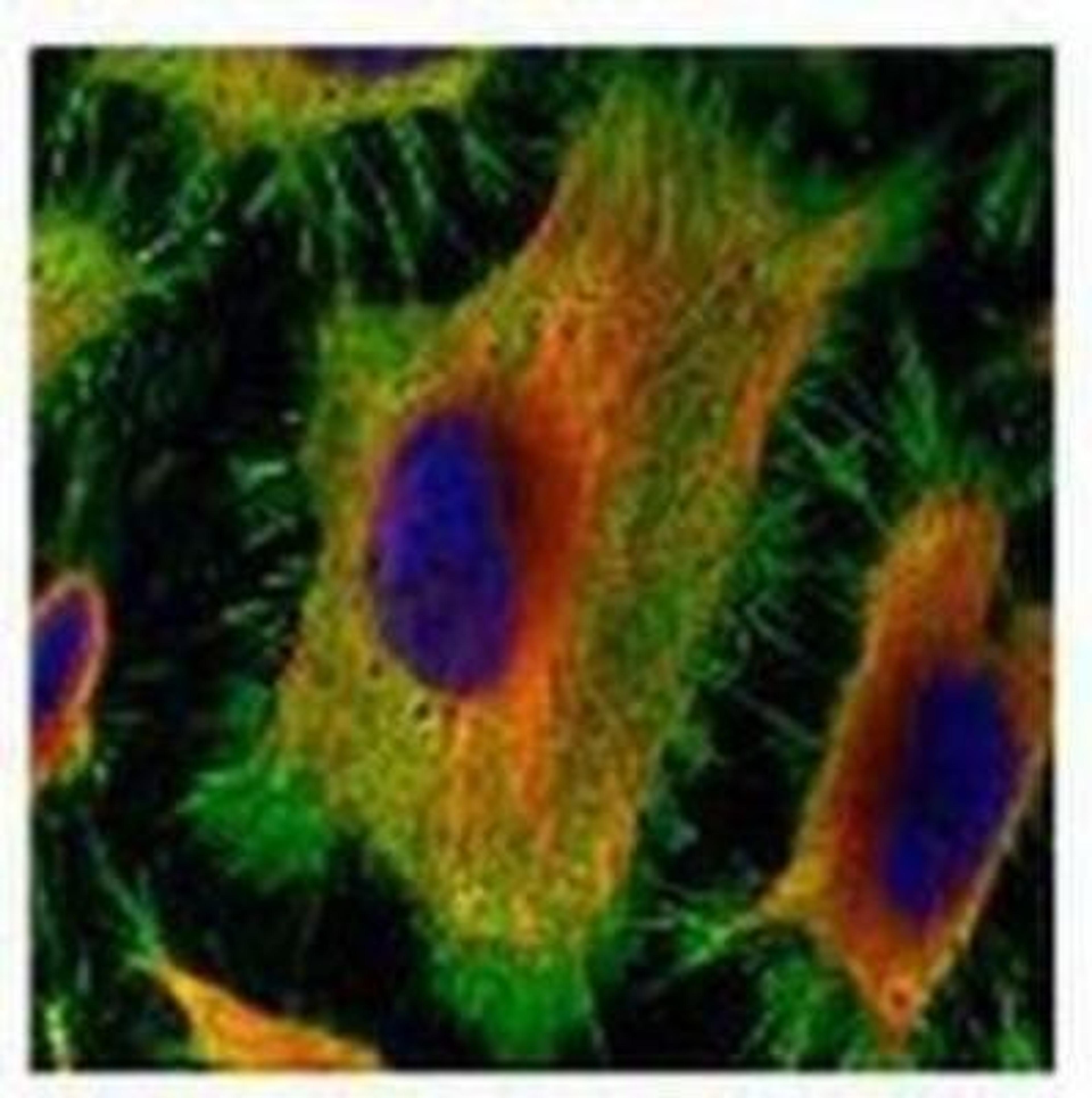 Immunocytochemistry/Immunofluorescence: Annexin A2 Antibody [NBP1-31310] - Confocal immunofluorescence analysis (Olympus FV10i) of paraformaldehyde-fixed HeLa, using Annexin A2 Antibody antibody (Green) at 1:500 dilution. Alpha-tubulin filaments were labeled Red.