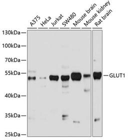 Western blot - GLUT1 antibody (A6982)