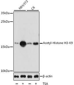 Western blot - Acetyl-Histone H3-K9 antibody (A7255)