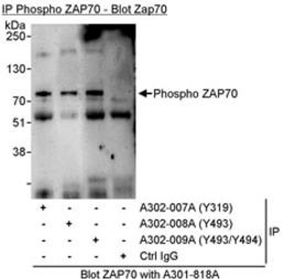 Detection of Phosphorylation of human ZAP70 on Y319, Y493 or Y493/Y494 by western blot of immunoprecipitates.