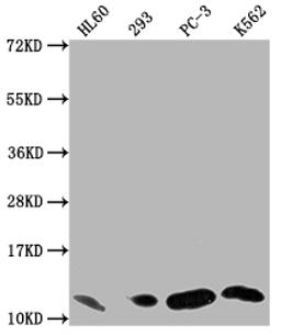 Western Blot. Positive WB detected in: HL60 whole cell lysate, 293 whole cell lysate, PC-3 whole cell lysate, K562 whole cell lysate. All lanes: MIF antibody at 1:1500. Secondary. Goat polyclonal to rabbit IgG at 1/50000 dilution. Predicted band size: 13 kDa. Observed band size: 13 kDa. 
