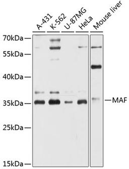 Western blot - MAF antibody (A12720)