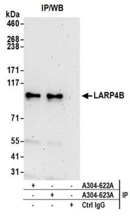 Detection of human LARP4B by western blot of immunoprecipitates.