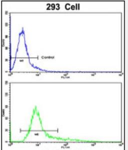 Flow Cytometry: KLF11 Antibody [NBP2-30072] - Flow cytometric analysis of 293 cells using TIEG2 Antibody (N-term)(bottom histogram) compared to a negative control cell (top histogram). FITC-conjugated goat-anti-rabbit secondary antibodies were used for the analysis.