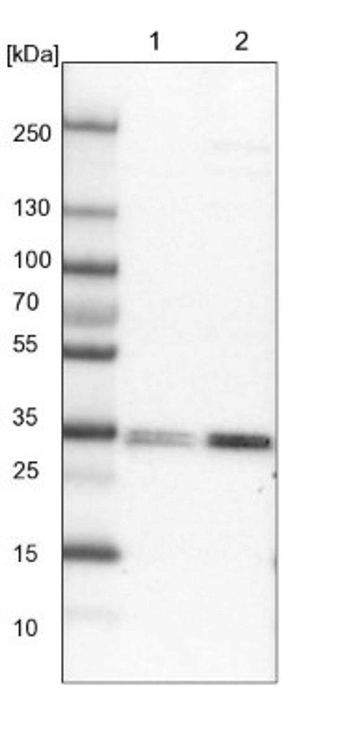 Western Blot: LMAN2L Antibody [NBP1-84152] - Lane 1: NIH-3T3 cell lysate (Mouse embryonic fibroblast cells)<br/>Lane 2: NBT-II cell lysate (Rat Wistar bladder tumour cells)