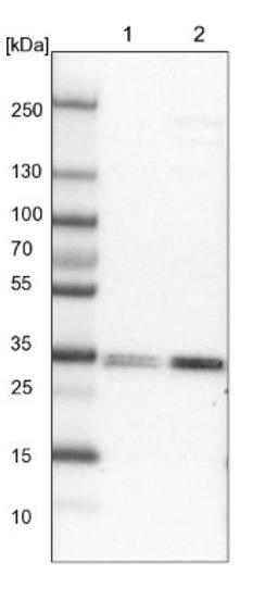 Western Blot: LMAN2L Antibody [NBP1-84152] - Lane 1: NIH-3T3 cell lysate (Mouse embryonic fibroblast cells)<br/>Lane 2: NBT-II cell lysate (Rat Wistar bladder tumour cells)