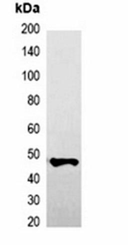 Western blot analysis of 293T cell lysate using GFP-tag antibody