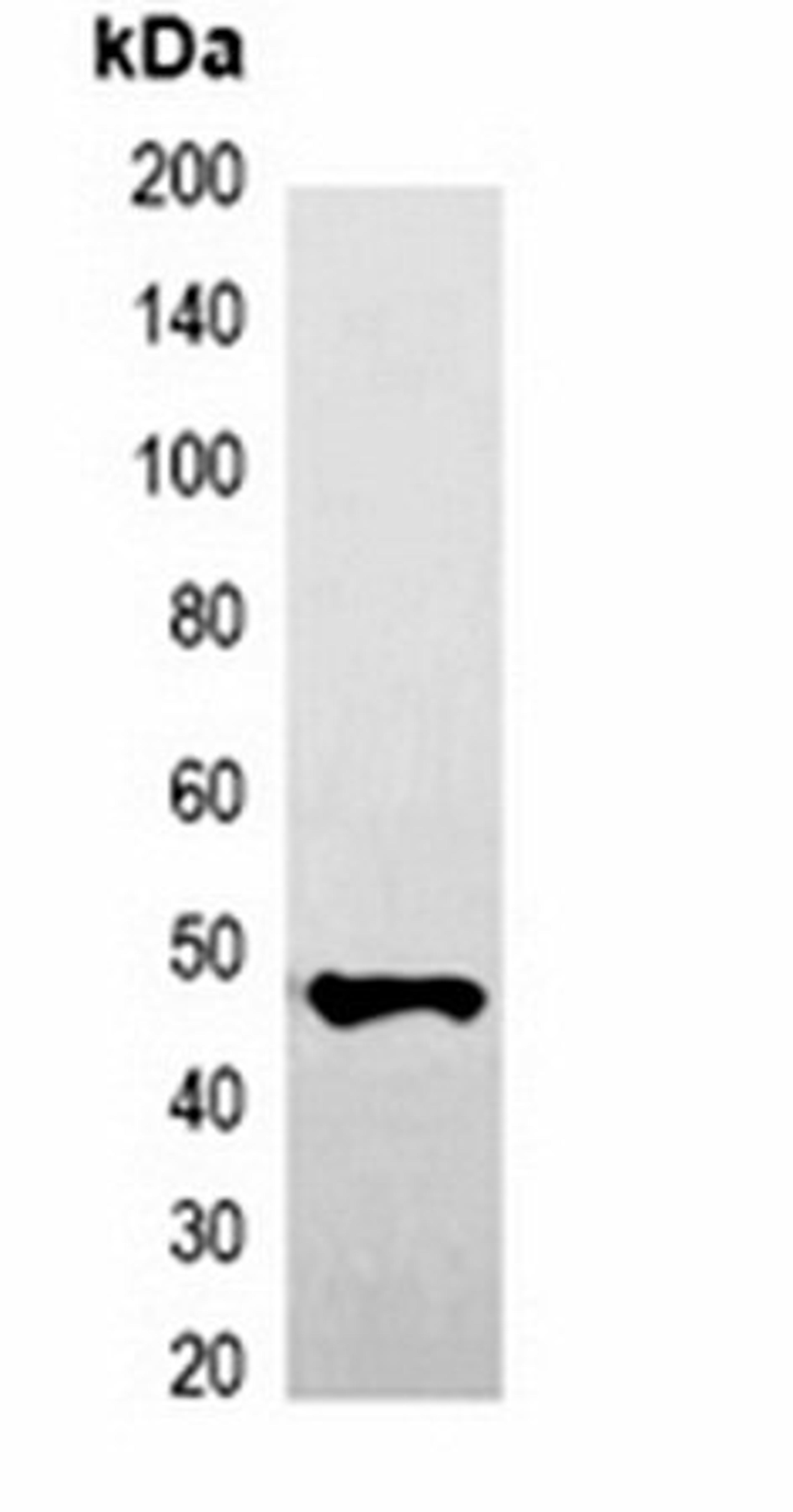 Western blot analysis of 293T cell lysate using GFP-tag antibody