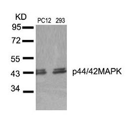 Western blot analysis of lysed extracts from PC12 and 293 cells using p44/42 MAP Kinase (Ab-204).