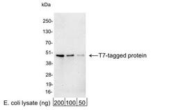 Western Blot: T7 Epitope Tag Antibody [NB600-372] - Analysis using the HRP conjugate of NB600-372. Detection of 200, 100, or 50 ng of E. coli whole cell lysate expressing a multi-tag fusion protein. Antibody used at 0.2 ug/ml (1:5,000).