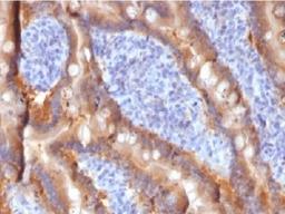 IHC testing of FFPE human duodenum with MRP1 antibody (clone MRP1/1343). HIER: boil tissue sections in 10mM Tris with 1mM EDTA, pH 9, for 10-20 min.