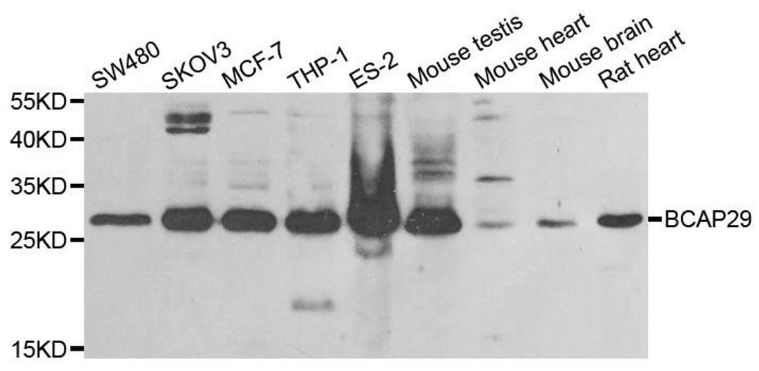 Western blot analysis of extracts of various cell lines using BCAP29 antibody