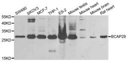 Western blot analysis of extracts of various cell lines using BCAP29 antibody