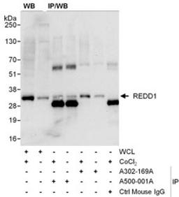 Detection of human REDD1 by western blot and immunoprecipitation.