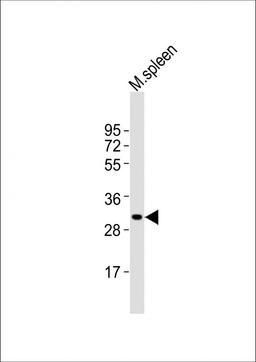 Western Blot at 1:2000 dilution + mouse spleen lysates Lysates/proteins at 20 ug per lane.