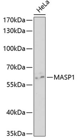 Western blot - MASP1 antibody (A5693)