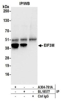 Detection of human EIF3M by western blot of immunoprecipitates.