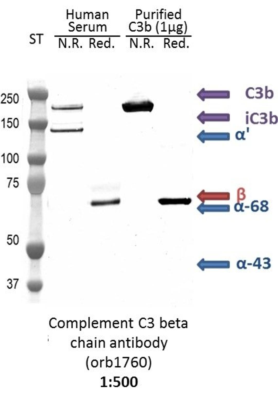 Western blot analysis of human serum and purified C3b protein using Complement C3 beta chain antibody [Reviews]