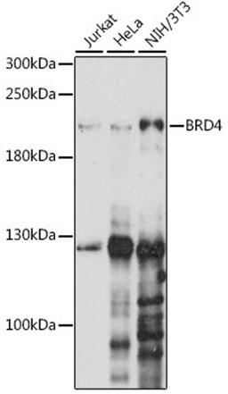 Western blot - BRD4 antibody (A2249)