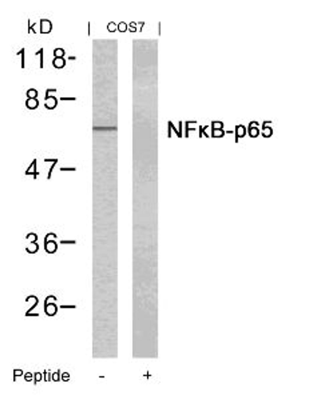Western blot analysis of lysed extracts from COS7 cells using NFκB -p65 (Ab-435).