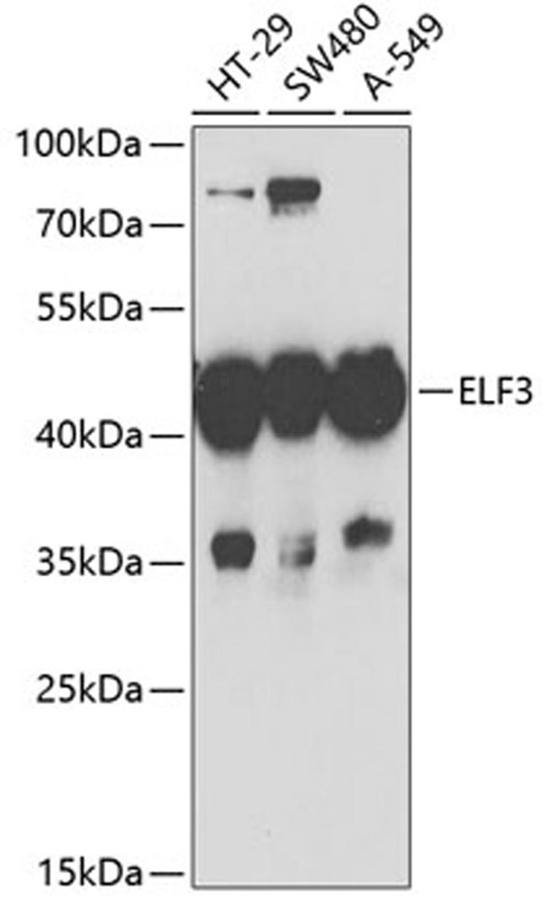 Western blot - ELF3 antibody (A6371)