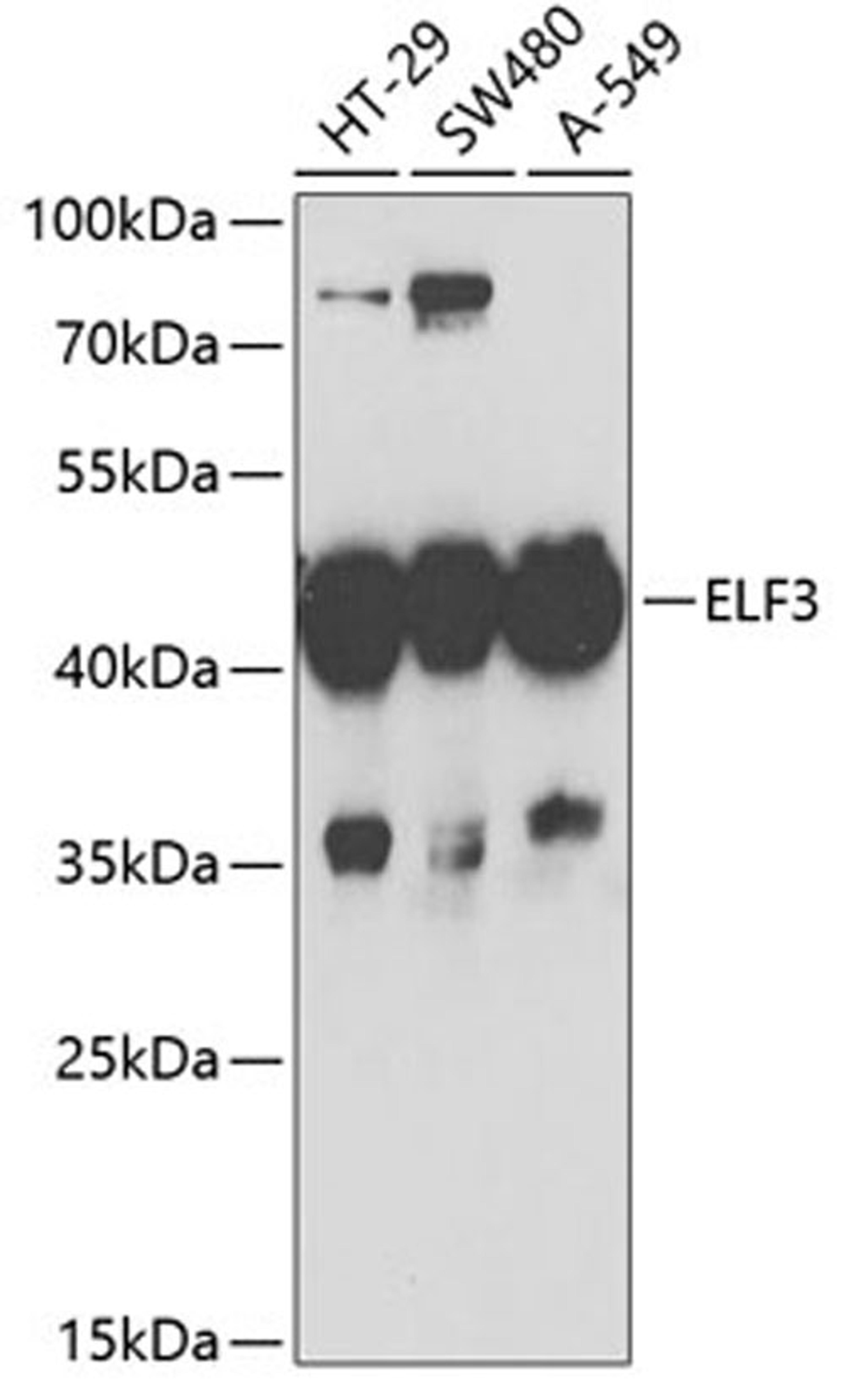 Western blot - ELF3 antibody (A6371)