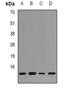 Western blot analysis of Hela (Lane1), HEK293T (Lane2), NIH3T3 (Lane3), mouse kidney (Lane4) whole cell lysates using HIST1H2BC antibody