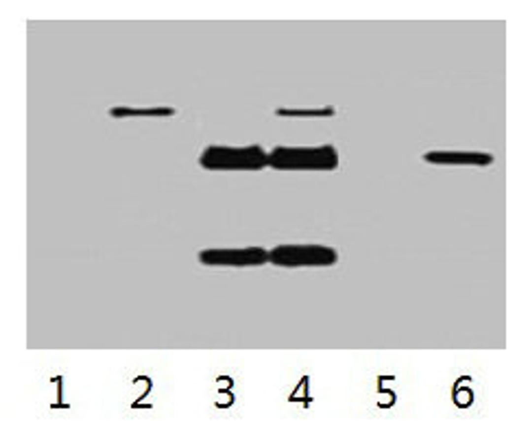 IP antibody use: 5µg Flag Mouse IgG1 per ml Lysate, WB 1:5000. Lane 1: untransfected 293 cell lysate. Lane 2: transfected 293 cell lysate with Flag-tag fusion protein. Lane 3: IP (transfected 293 + normal Mouse IgG + Protein G agarose). Lane 4: IP (transfected 293 + anti- Flag mAb + Protein G agarose). Lane 5: IP (transfected 293 + Protein G). Lane 6: Recombinant protein (E.coli). 