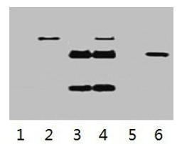 IP antibody use: 5µg Flag Mouse IgG1 per ml Lysate, WB 1:5000. Lane 1: untransfected 293 cell lysate. Lane 2: transfected 293 cell lysate with Flag-tag fusion protein. Lane 3: IP (transfected 293 + normal Mouse IgG + Protein G agarose). Lane 4: IP (transfected 293 + anti- Flag mAb + Protein G agarose). Lane 5: IP (transfected 293 + Protein G). Lane 6: Recombinant protein (E.coli). 