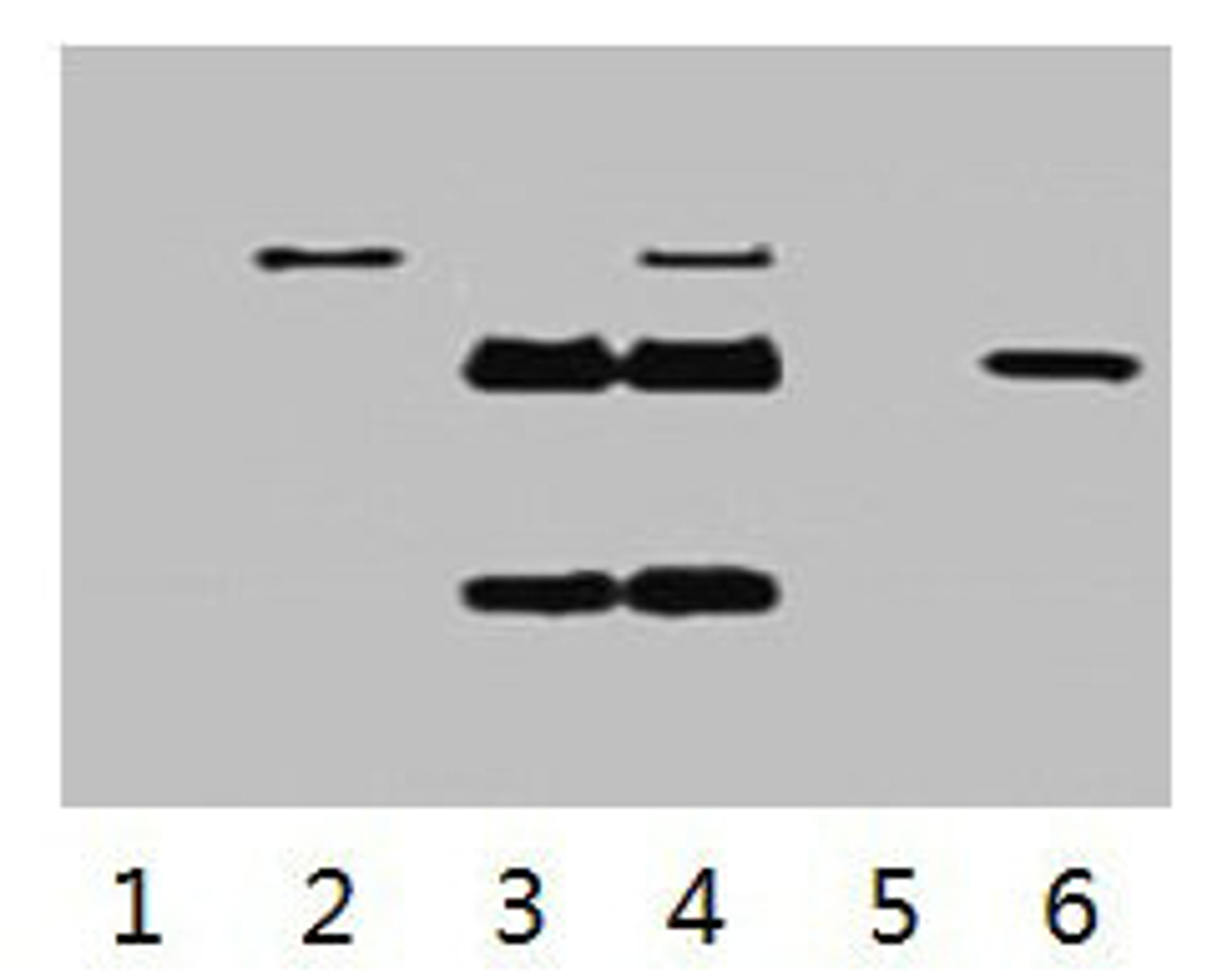 IP antibody use: 5µg Flag Mouse IgG1 per ml Lysate, WB 1:5000. Lane 1: untransfected 293 cell lysate. Lane 2: transfected 293 cell lysate with Flag-tag fusion protein. Lane 3: IP (transfected 293 + normal Mouse IgG + Protein G agarose). Lane 4: IP (transfected 293 + anti- Flag mAb + Protein G agarose). Lane 5: IP (transfected 293 + Protein G). Lane 6: Recombinant protein (E.coli). 