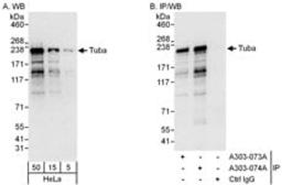 Detection of human Tuba by western blot and immunoprecipitation.