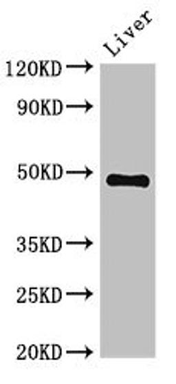 Western Blot. Positive WB detected in: Mouse liver tissue. All lanes: PSMC4 antibody at 3.4ug/ml. Secondary. Goat polyclonal to rabbit IgG at 1/50000 dilution. Predicted band size: 48, 44 kDa. Observed band size: 48 kDa. 