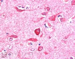 46-196 (5ug/ml) staining of paraffin embedded Human Cerebral Cortex. Steamed antigen retrieval with citrate buffer pH 6, AP-staining.