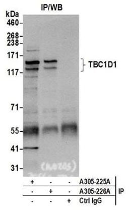 Detection of human TBC1D1 by western blot of immunoprecipitates.