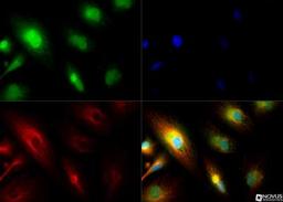 Immunocytochemistry/Immunofluorescence: PER2 Antibody [NB100-125] - The PER2 antibody was tested in ARPE-19 cells at a 1:250 dilution against Dylight 488 (Green). Alpha-tubulin and nuclei were counterstained against Dylight 550 (Red) and DAPI (Blue), respectively.