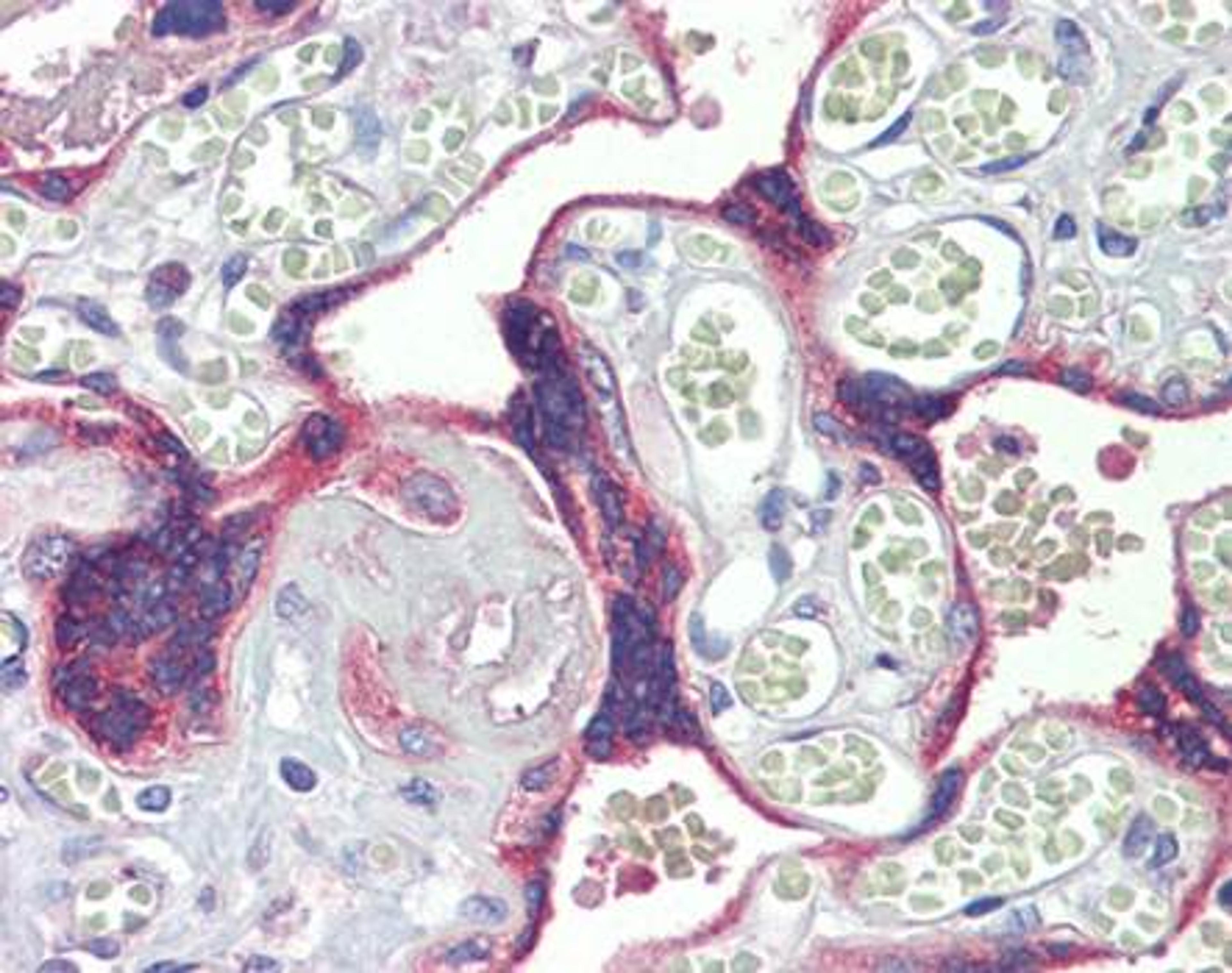 Immunohistochemical staining of paraffin embedded human placenta tissue using DSC3 antibody (primary antibody at 1:200)