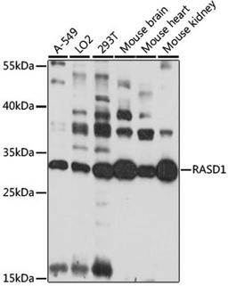 Western blot - RASD1 antibody (A15451)