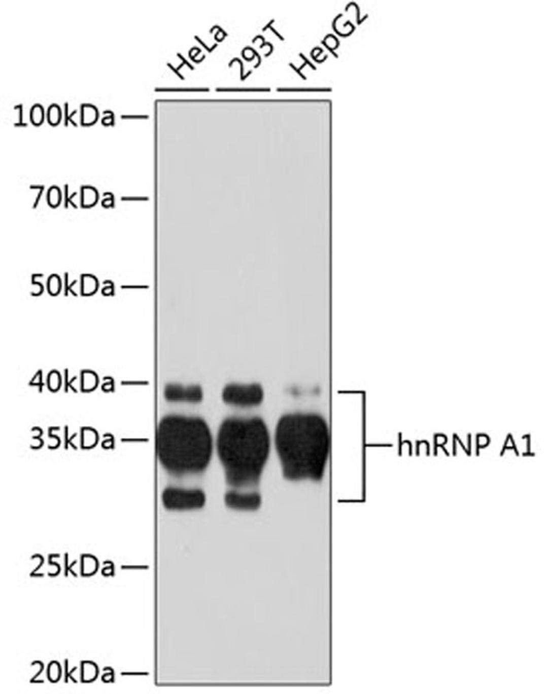 Western blot - hnRNP A1 Rabbit mAb (A11564)