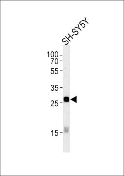 Western blot analysis in SH-SY5Y cell line lysates (35ug/lane).