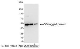 Western Blot: V5 Epitope Tag Antibody [NB600-381] - Analysis using the HRP conjugate of NB600-381. Detection of 200, 100, or 50 ng of E. coli whole cell lysate expressing a multi-tag fusion protein. Antibody used at 0.2 ug/ml (1:5,000).