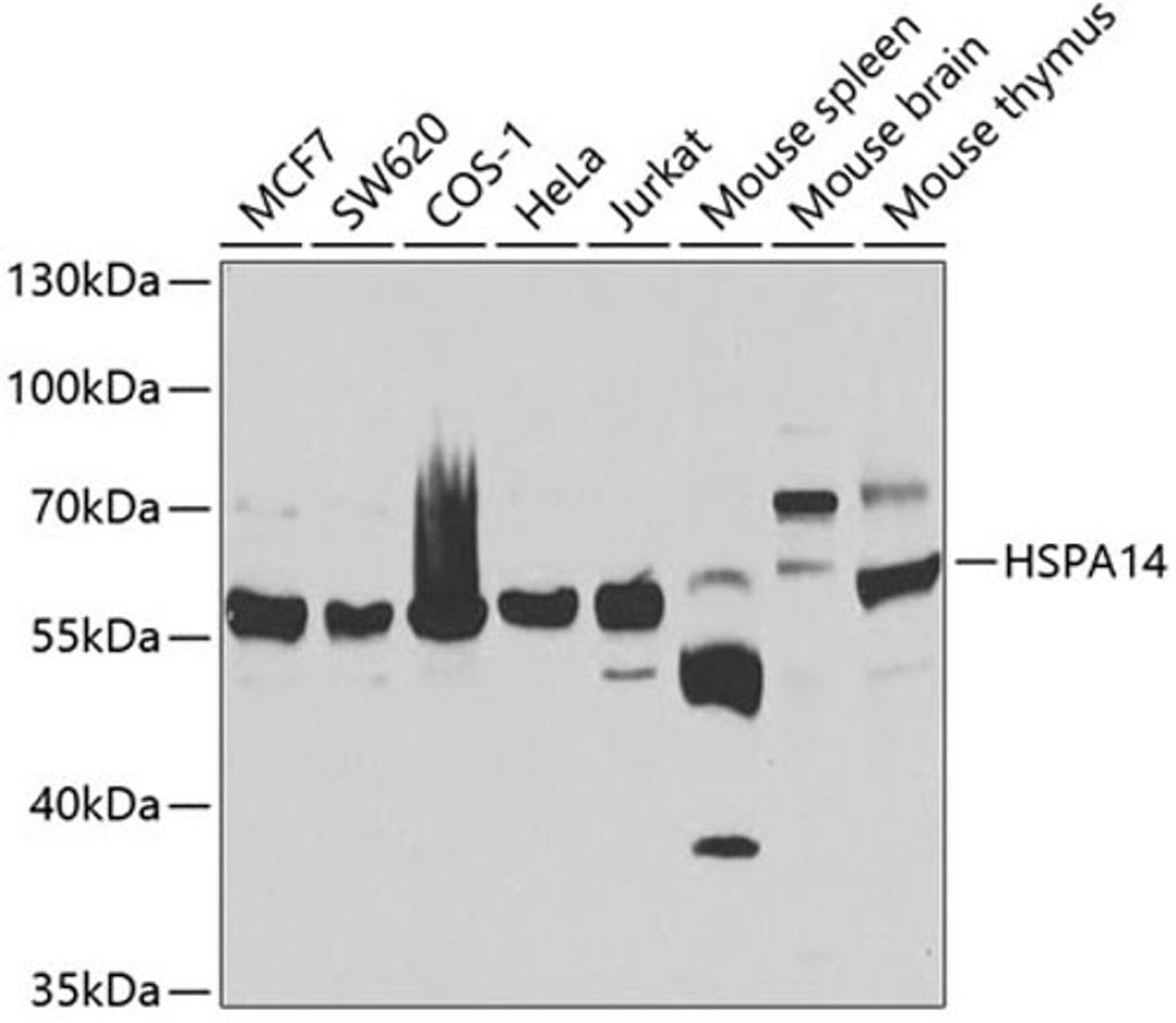 Western blot - HSPA14 antibody (A7107)