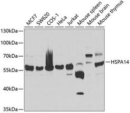 Western blot - HSPA14 antibody (A7107)