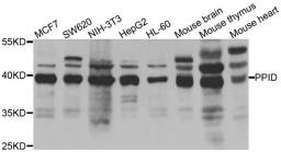 Western blot analysis of extracts of various cell lines using PPID antibody