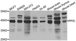 Western blot analysis of extracts of various cell lines using PPID antibody