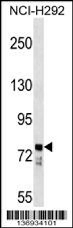 Western blot analysis in NCI-H292 cell line lysates (35ug/lane).